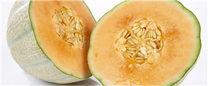 Melon cantaloupe stk