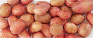 Økologiske poteter kg