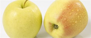 Økologiske epler golden 700gr pk
