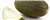 Melon piel de sapo stk